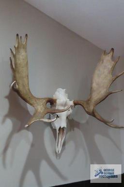 Mounted moose skull