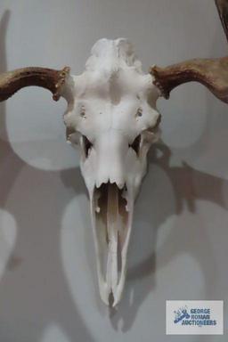 Mounted moose skull