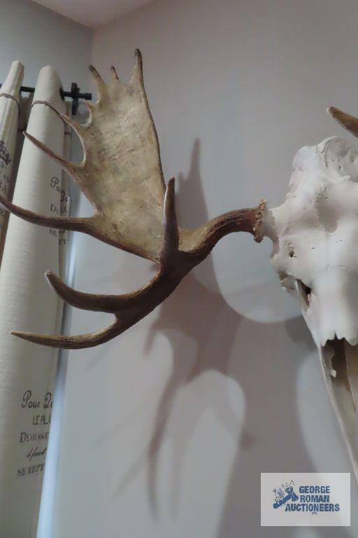 Mounted moose skull