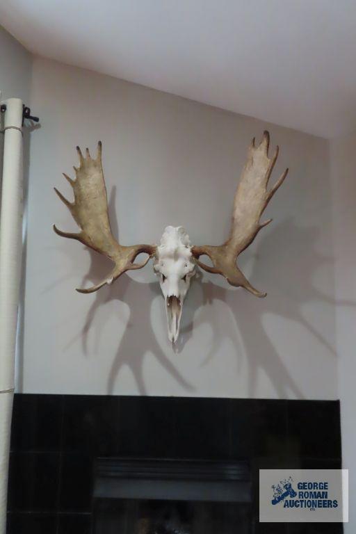 Mounted moose skull