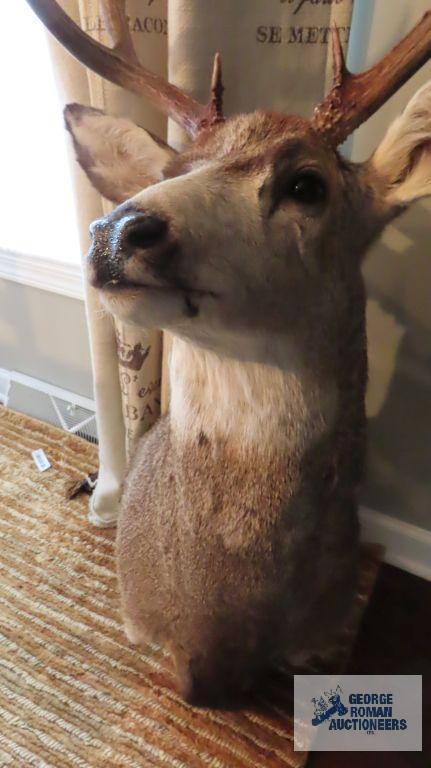 Deer mount