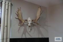 Mounted moose skull
