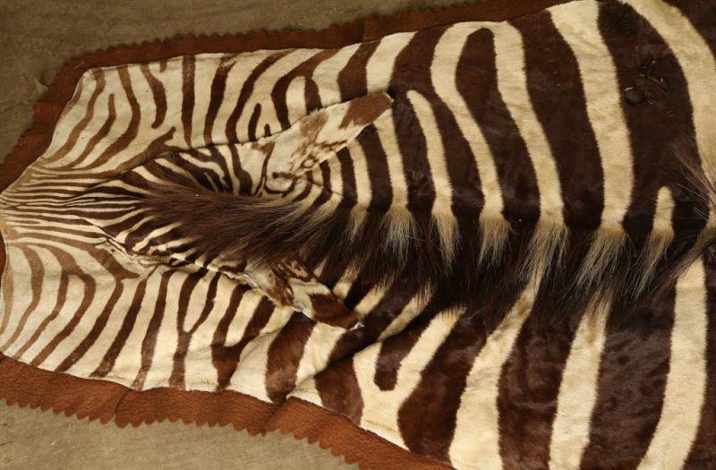 Large Zebra Rug