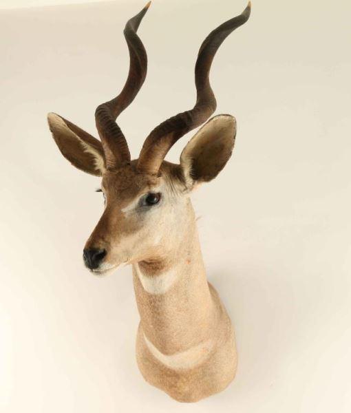 Lesser Kudu Mount