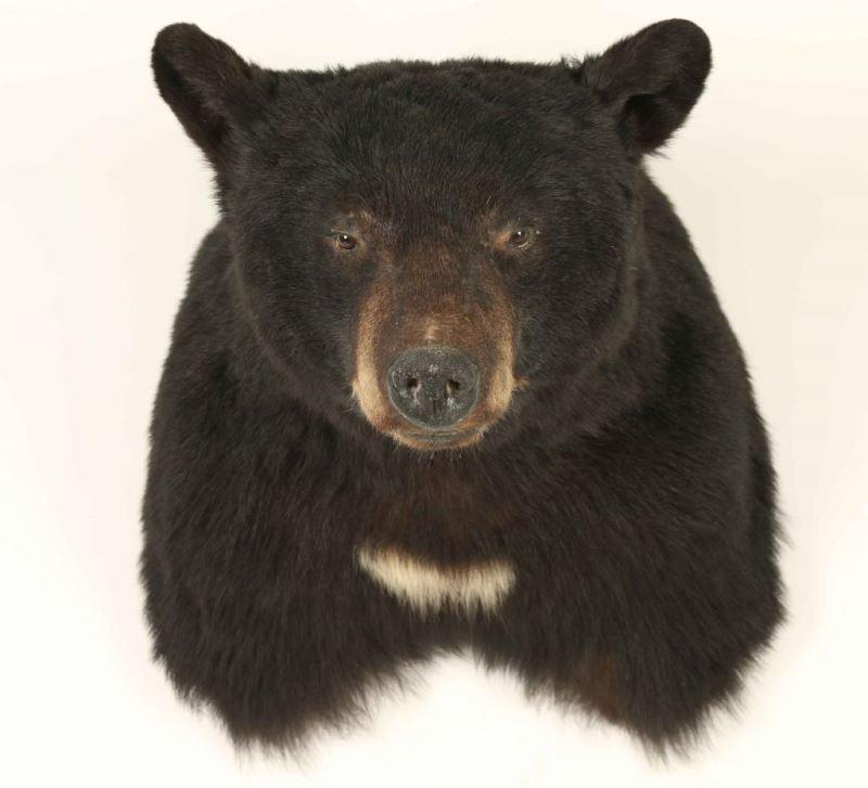 Bear Shoulder Mount