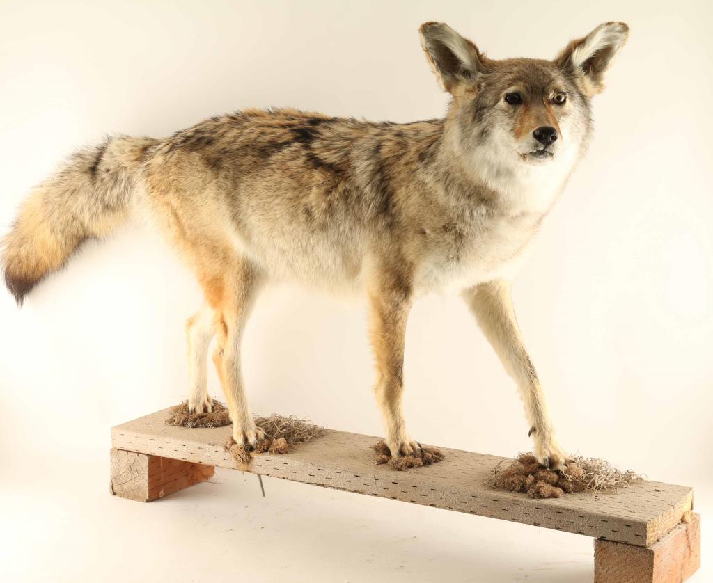 Full Mounted Coyote