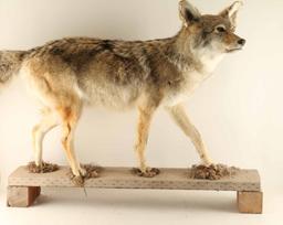 Full Mounted Coyote