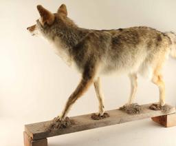 Full Mounted Coyote