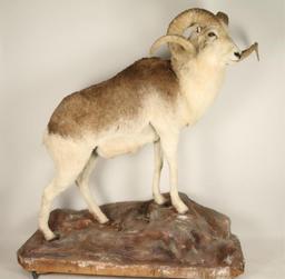 Full Mounted Marco Polo Sheep