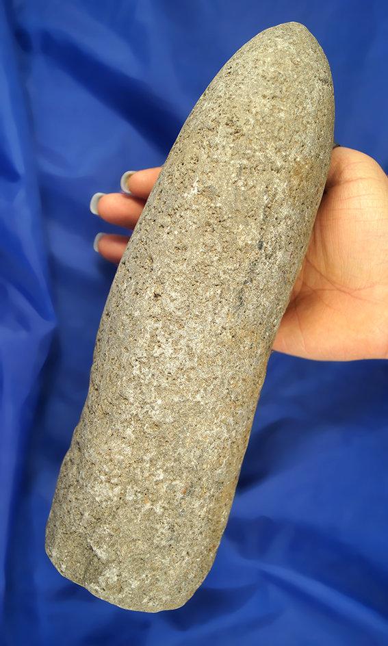 Very large and heavy 11 1/4" Pestle found near the Columbia River. Ex. Milton Tuck collection