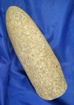 Very large and heavy 11 1/4" Pestle found near the Columbia River. Ex. Milton Tuck collection