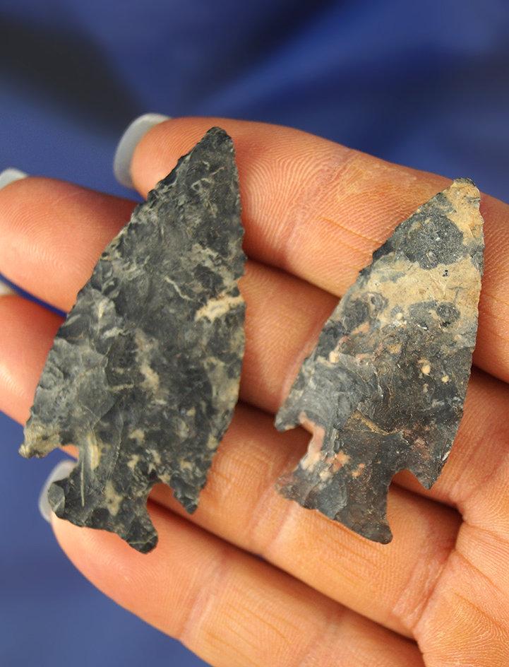 Pair of very thin Intrusive Mount points found in Delaware Co., Ohio. Largest is 2 3/16".