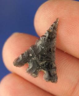 3/4" Obsidian Eastgate found in Oregon. Ex. Robert Howard Collection.