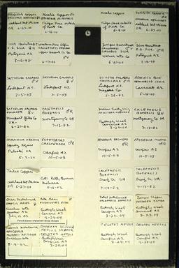 Group of 32 butterflies: 31 collected in the U S and a Tailed Copper from Malaysia