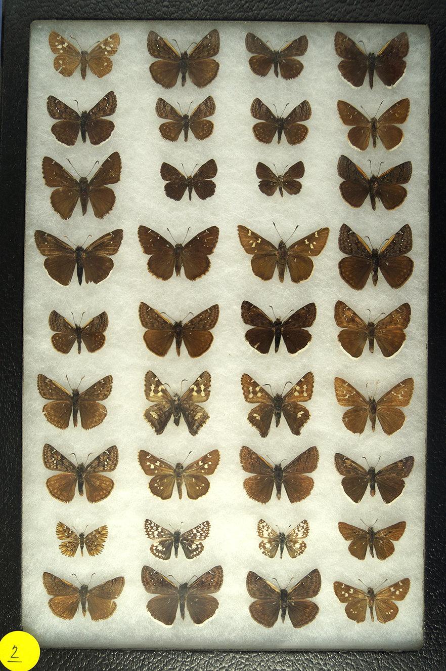 Group of 36 small assorted butterflies from the Southwest US,  some "Skippers" and "Dusky wing"