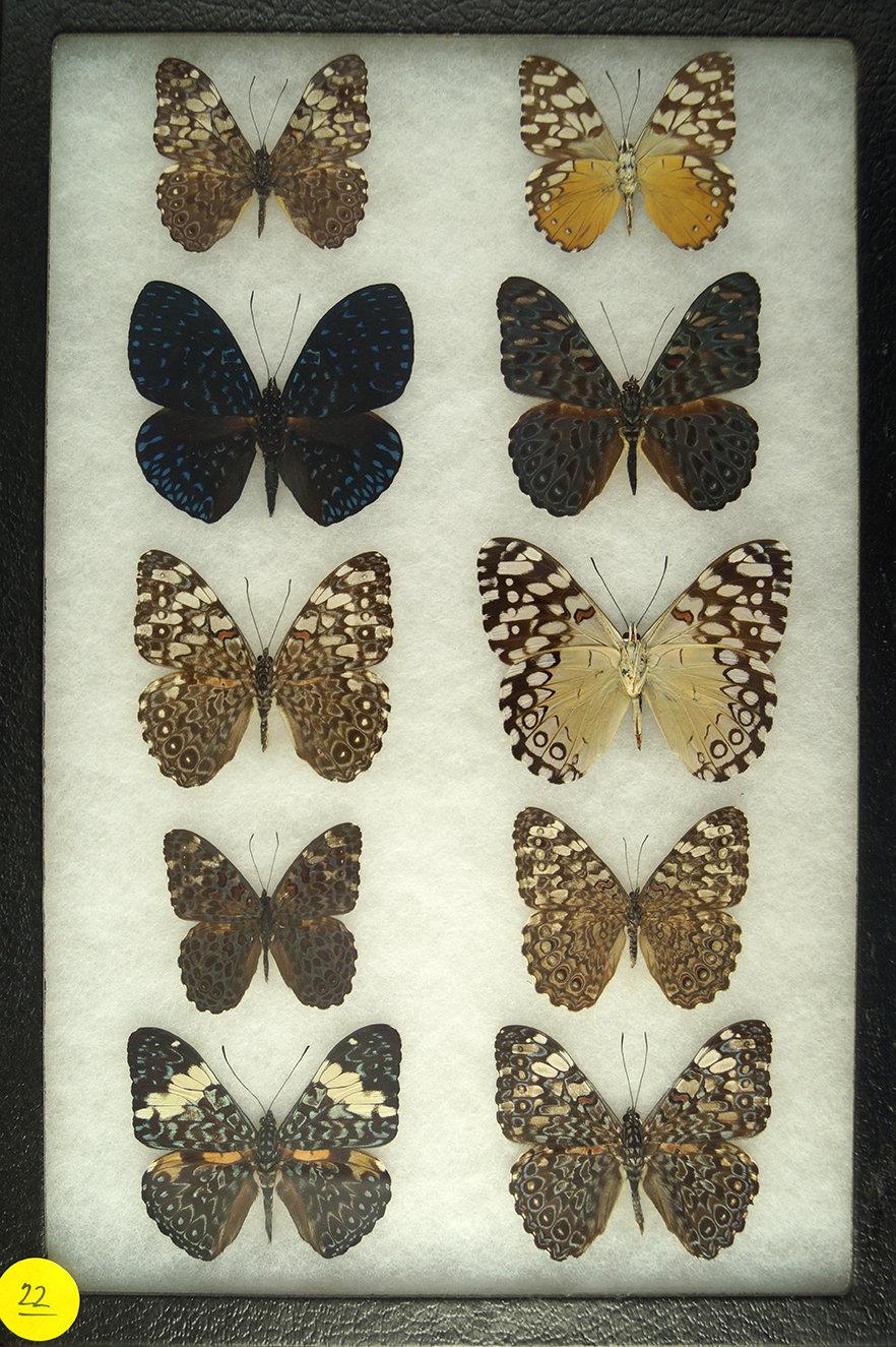 Group of 10 "Cracker" butterflies found in South America