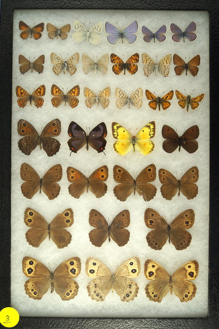 Group of 32 assorted butterflies including some "Wood Nymphs" & "Skippers",  Western US