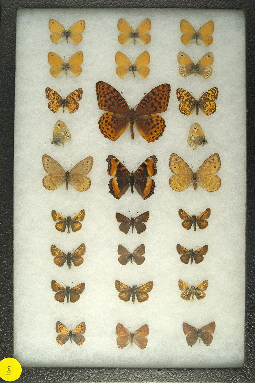 Assortment of 26 butterflies including some "White Mountain Ringlets" and "Skippers"