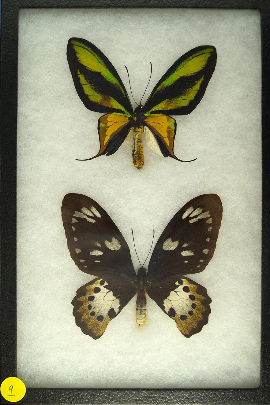 Two "Paradise Birdwing" butterflies