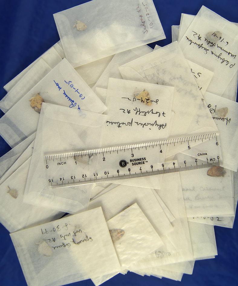 65 assorted unmounted U.S. butterflies in wax paper envelopes.