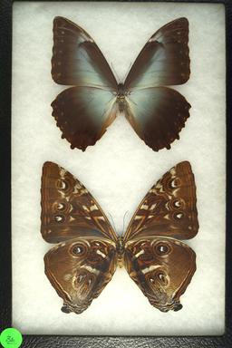 Pair of Blue Morpho butterflies found in South America in 1995