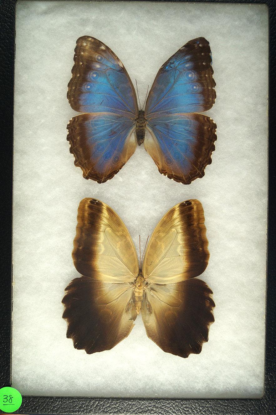 A  Morpho and an Owls' Eyes butterflies found in Ecuador in 2004