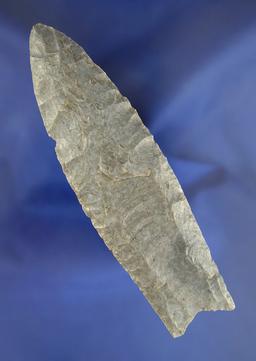 Rare! Large 4 15/16" Paleo Clovis fluted on both sides found in Christian Co., Kentucky.