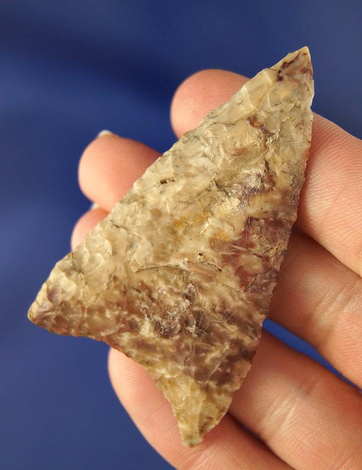 2 3/4"arrowhead made of colorful Jasper found near the Wakemap mound site on the Columbia River. Ex.