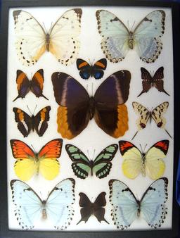 12x16 Frame of Caligo uranus (owl), 4 morphos, 2 orange tips (large).