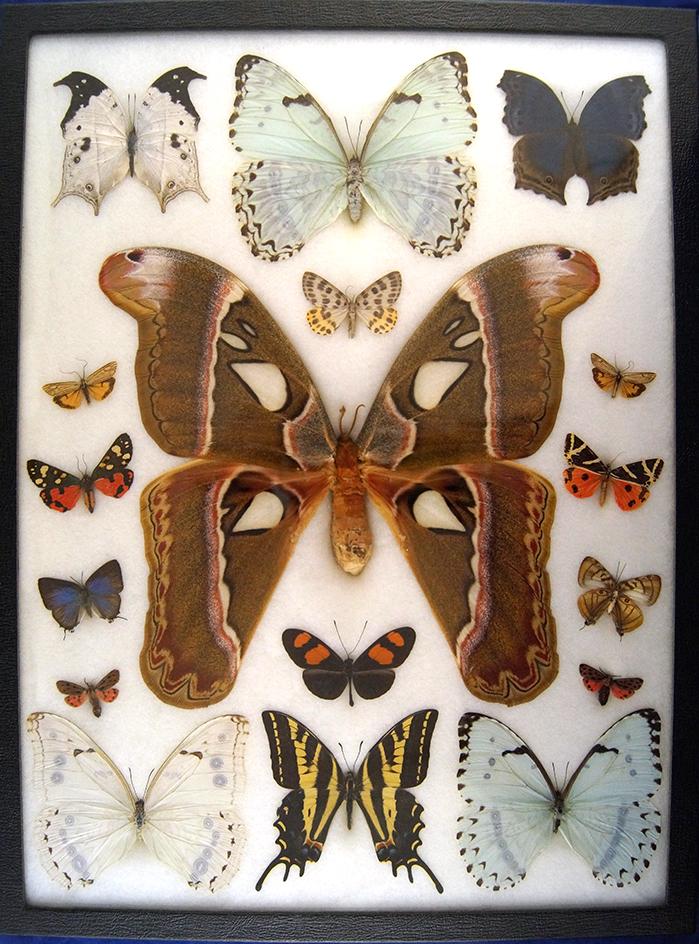 12x16 Frame of Attacus caesar, 3 white morphos, P. pilumnus, and 12 colorful species.