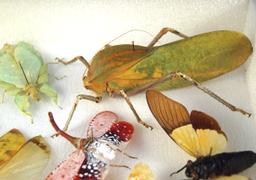 12x16 frame of huge grasshoppers and flying leaf insects, huge katydid.