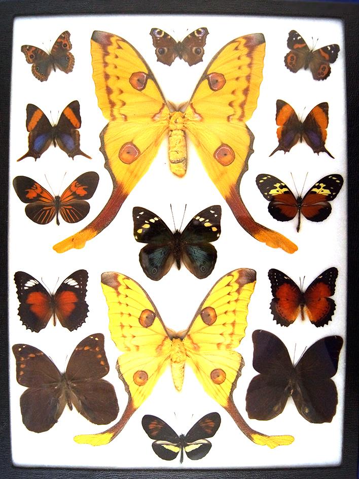 12x16 Frame of Argema mittrei Huge F The Comet Moth, and a dozen tropical butterflies.