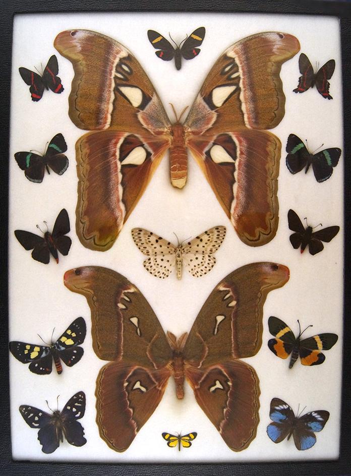 12x16 Frame of Huge atlas moths, and 13 tropical species.