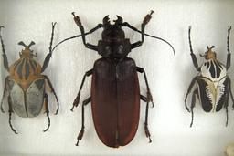 8x12 frame of Largest beetles: Titanus giganteus and 2 Goliath sp.