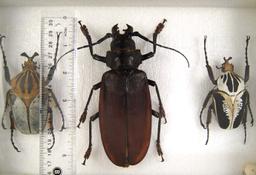 8x12 frame of Largest beetles: Titanus giganteus and 2 Goliath sp.