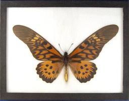 6 1/2 x 8 1/2" frame with Papilio Antimachus - Large African Butterfly.