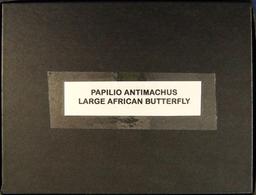 6 1/2 x 8 1/2" frame with Papilio Antimachus - Large African Butterfly.