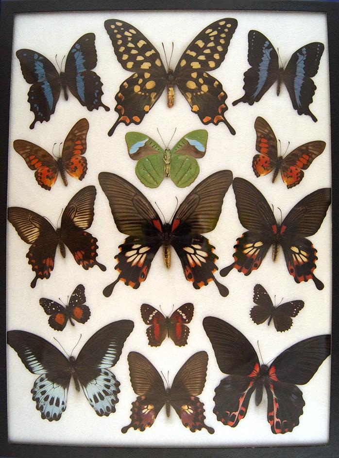 12 x 16 frame of Papilio antenor, P. memnon, P. rumanzovia, P. polymnestor.