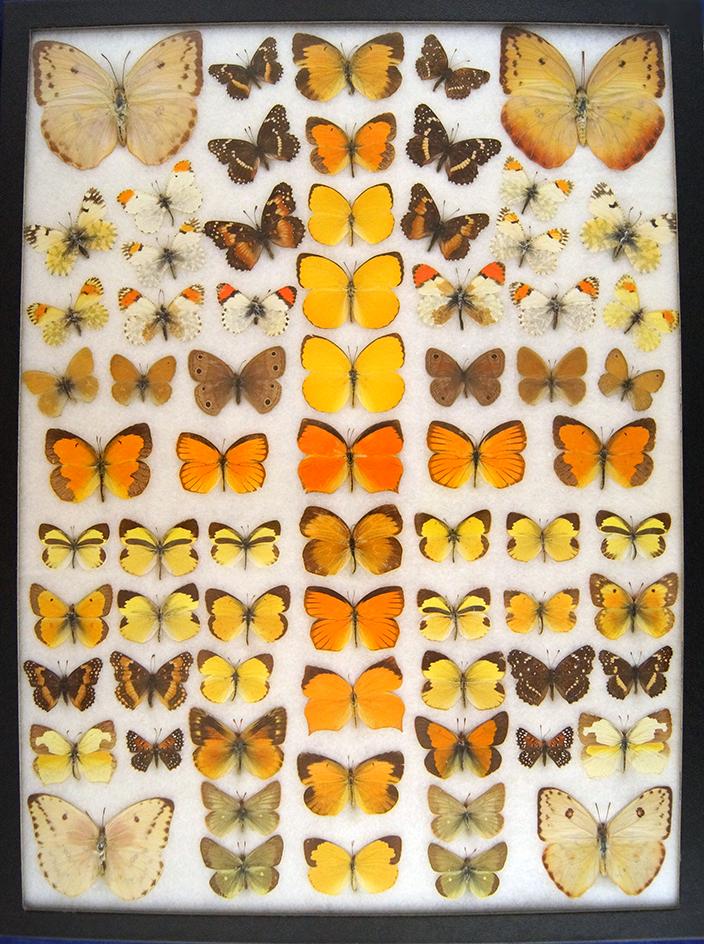 12 x 16 frame of Pieridae - 71 examples Orange tip and others.