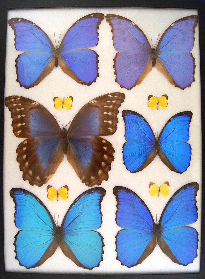 12 x 16 frame of Morphos didius, mestira, and other large morpho species.