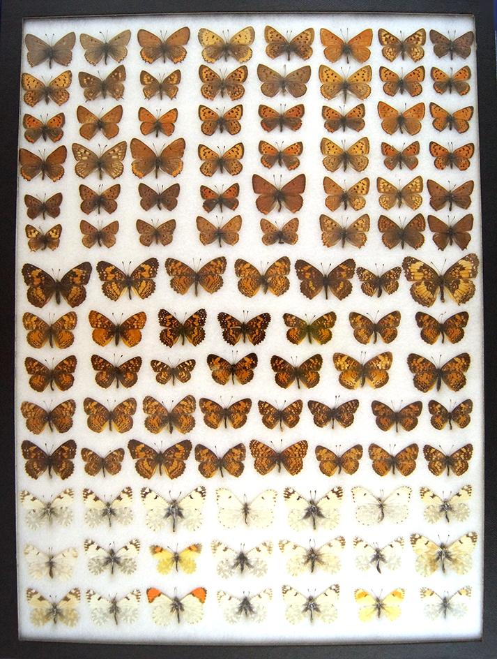 12 x 16 frame of Lycaenidae - Coppers, row 6-5 gynandromorph; pearl crescents & pieridae.