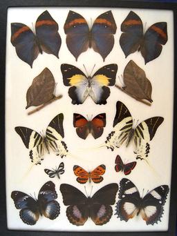 12 x 16 frame of Leaf Butterflies - India, Kallima inachus, P. androcles, 3 Hypolimnas sp.