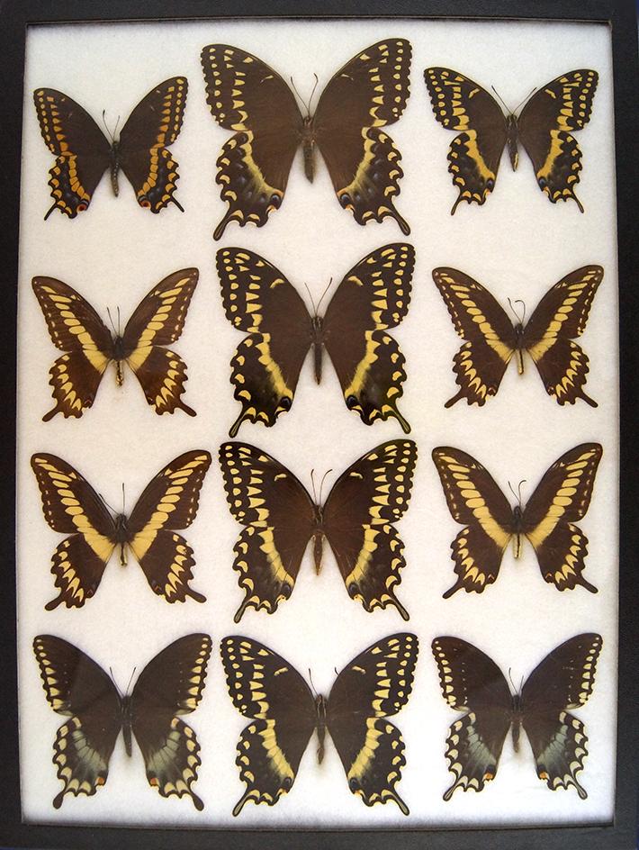 12 x 16 frame of Papilio palamedes.  Papilio ornythion, and trolius - Green Clouded.