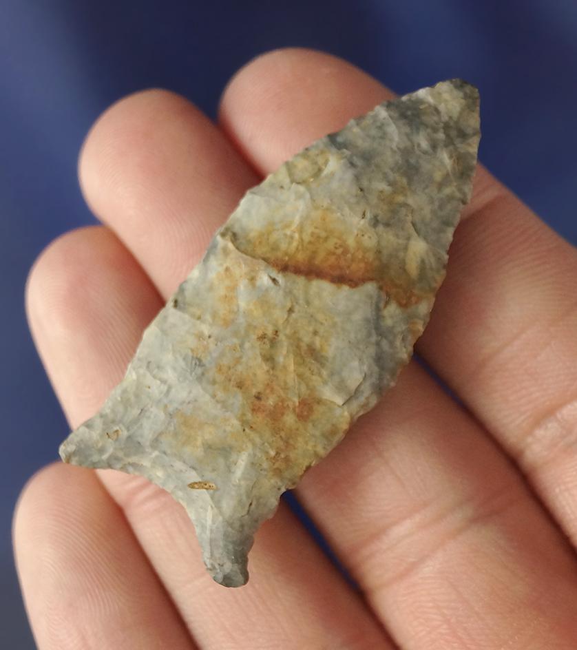 Rare material type! 2" Paleo Quad found in Southern Illinois- Indiana Green Flint - Motley COA.