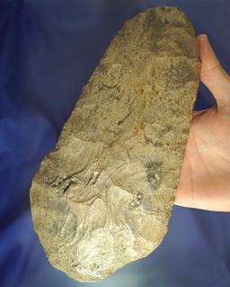 Very large 9 3/4" Millcreek chert Spade found in the Illinois/Indiana area. Perino COA.