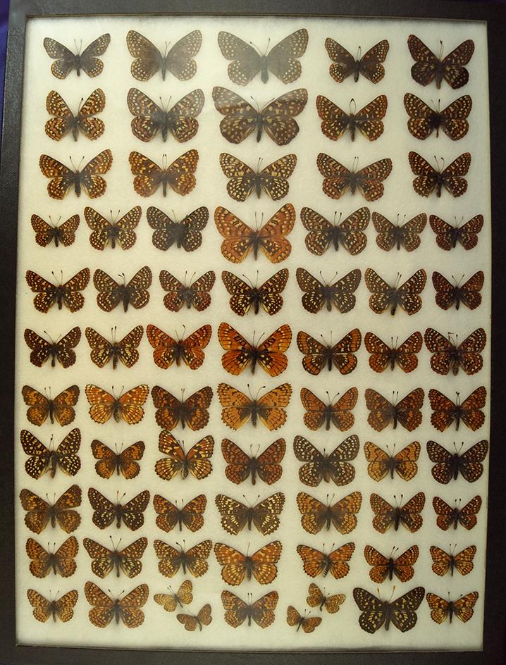 Beautiful 12" X 16" framed set of butterflies found in the 1930s and 40s in the United States.