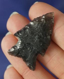 1 1/2" Elko Wide Base found in Oregon that is nicely flaked from semi-translucent Obsidian.