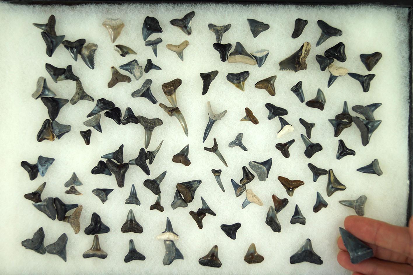 Large group of small sharks teeth, largest is 1". Ex. Dr. Jim Mills.