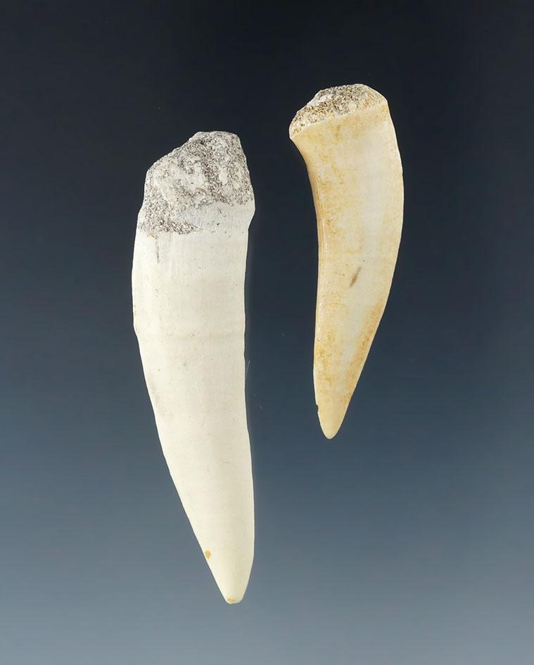 Pair of fossilized Giant Herring teeth - Largest is 2 7/16".