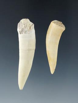 Pair of fossilized Giant Herring teeth - Largest is 2 7/16".